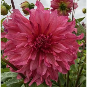 Dahlia Islander 