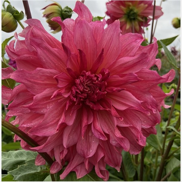 Dahlia Islander 