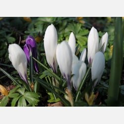 Krokus Jeanne d'arc 20 lg