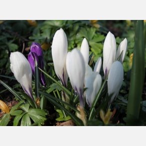 Krokus Jeanne d'arc 20 lg