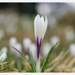 Krokus Jeanne d'arc 20 lg