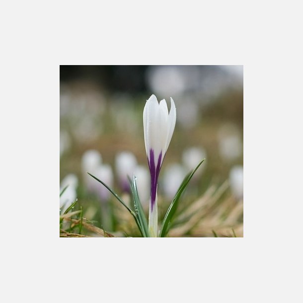 Krokus Jeanne d'arc 20 lg