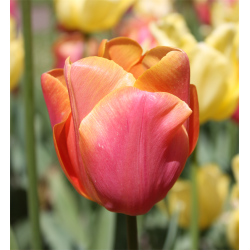 Tulipan Jimmy 8 l�g