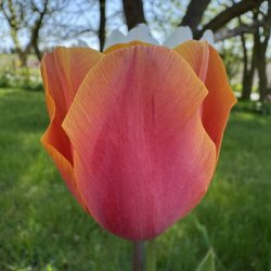 Tulipan Jimmy 8 l�g