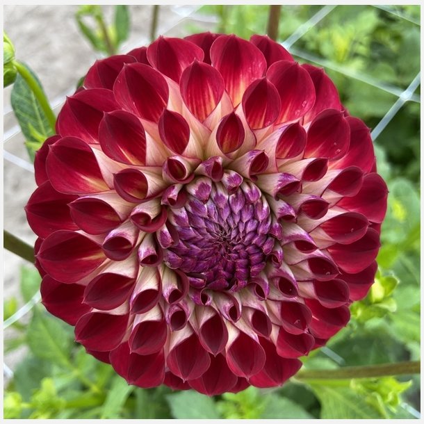 Dahlia Jowey Jushua 