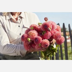 Dahlia Jowey Winnie 