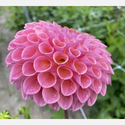 Dahlia Jowey Winnie 