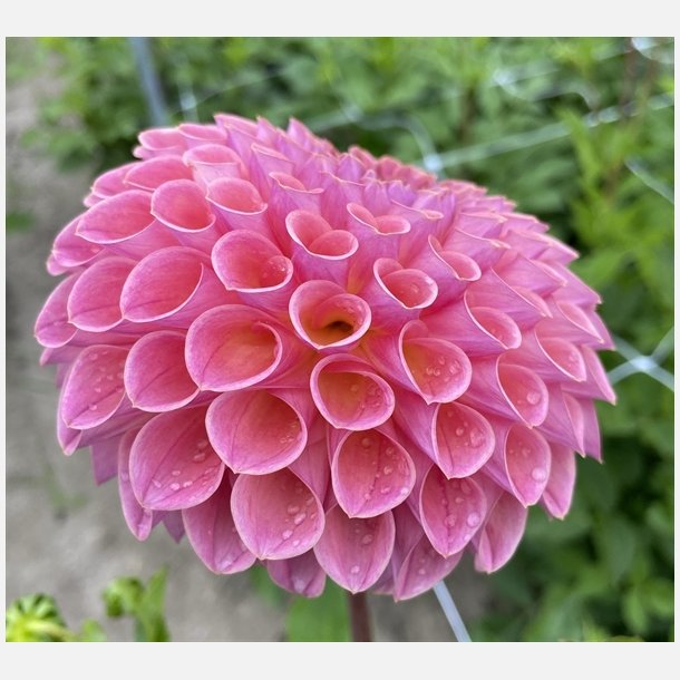 Dahlia Jowey Winnie 