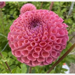 Dahlia Jowey Winnie 
