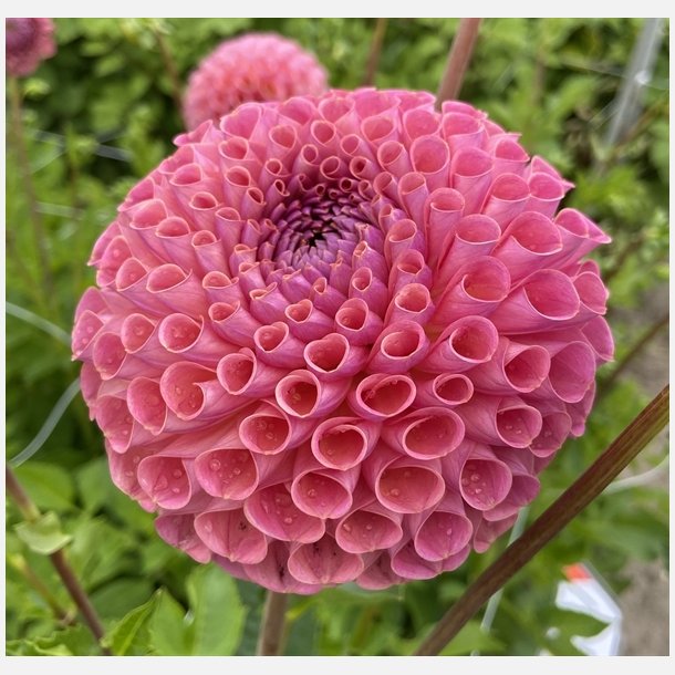 Dahlia Jowey Winnie 