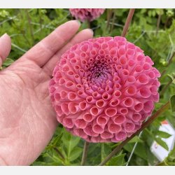 Dahlia Jowey Winnie 