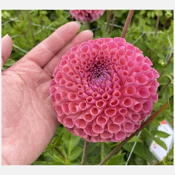Dahlia Jowey Winnie 