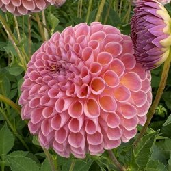 Dahlia Jowey Winnie 