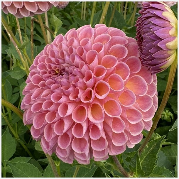 Dahlia Jowey Winnie 