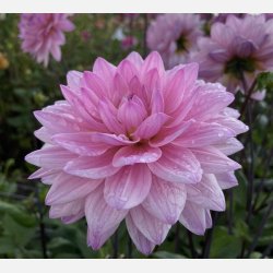 Dahlia Karma Prospero