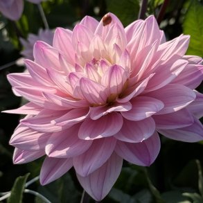 Dahlia Karma Prospero