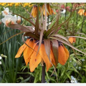 Kejserkrone Sunset 1 lg