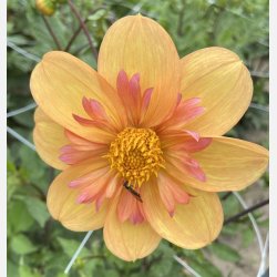 Dahlia Kelsey Annie joy 