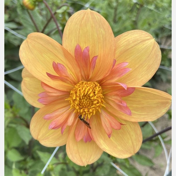 Dahlia Kelsey Annie joy 