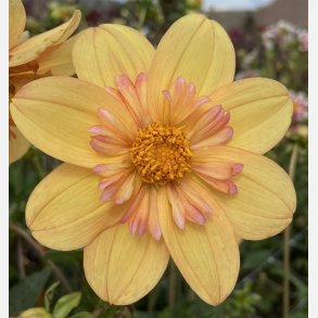 Dahlia Kelsey Annie joy 