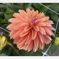 Dahlia Kick Off