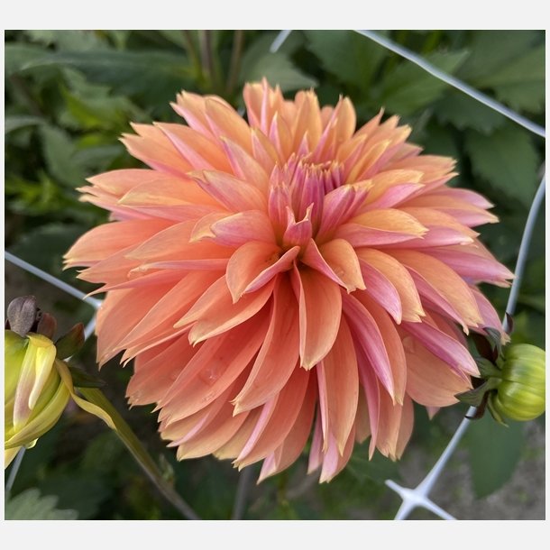 Dahlia Kick Off