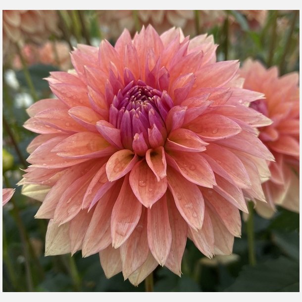 Dahlia Kick Off