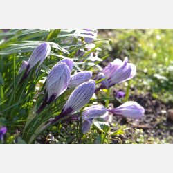 Krokus King of Striped 10 lg