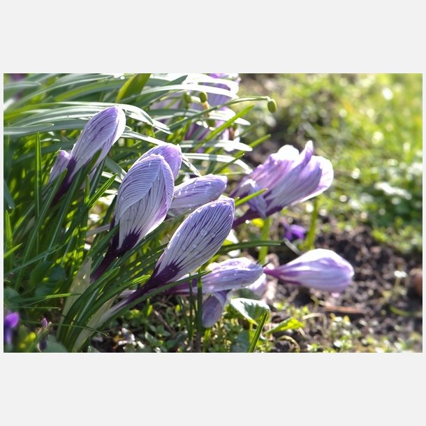 Krokus King of Striped 10 lg