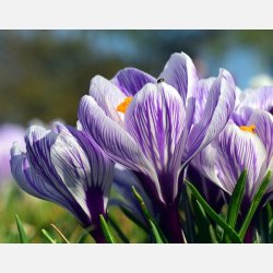 Krokus King of Striped 10 lg