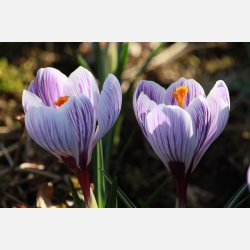 Krokus King of Striped 10 lg