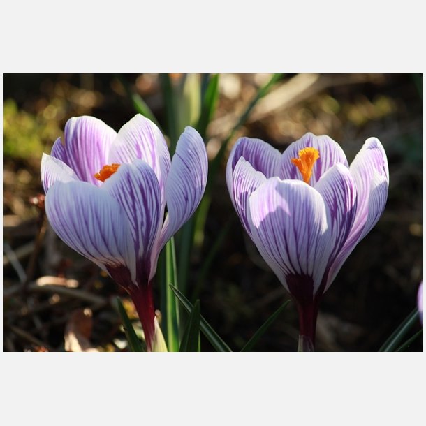 Krokus King of Striped 10 lg