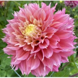 Dahlia Kogane Fubuki