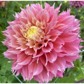 Dahlia Kogane Fubuki