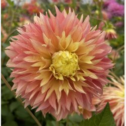 Dahlia Kogane Fubuki