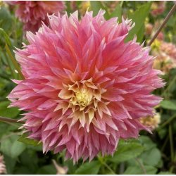 Dahlia Kogane Fubuki