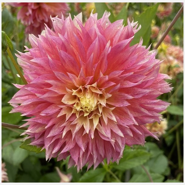 Dahlia Kogane Fubuki