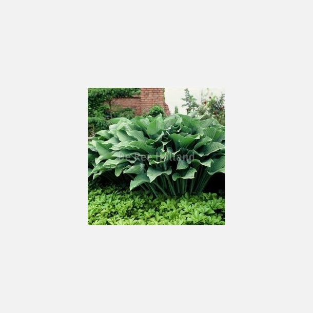 Hosta Krossa Regal