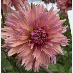 Dahlia La Belle Epoque