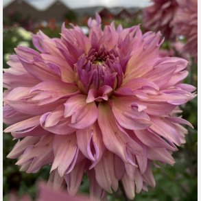 Dahlia La Belle Epoque