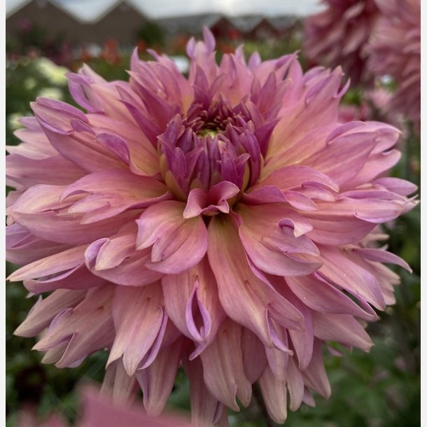 Dahlia La Belle Epoque
