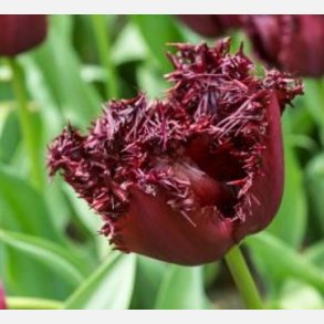 Tulipan Labrador 6 lg