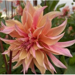 Dahlia Labyrinth 