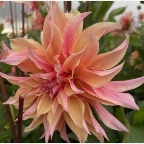 Dahlia Labyrinth 