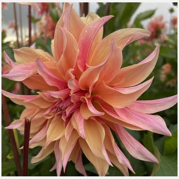 Dahlia Labyrinth 