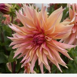Dahlia Labyrinth 