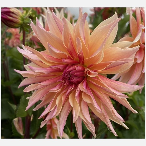Dahlia Labyrinth 