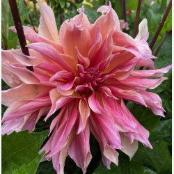 Dahlia Labyrinth 