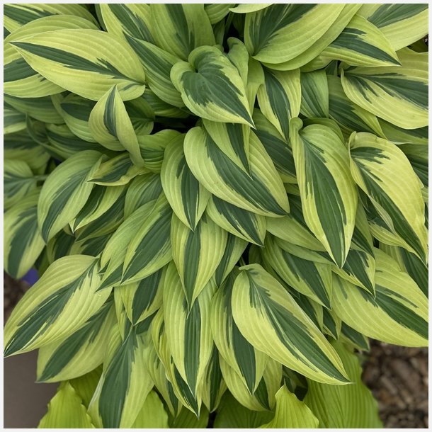 Hosta Lakeside Dragonfly