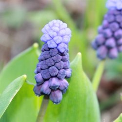 Muscari Latifolium 30 lg